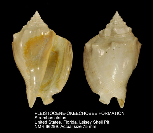 PLEISTOCENE-OKEECHOBEE FORMATION Strombus alatus.jpg - PLEISTOCENE-OKEECHOBEE FORMATIONStrombus alatusGmelin,1791